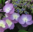 Hydrangea macrophylla (Flair&Flavours) Blueberry Cheesecake ('MAK20')