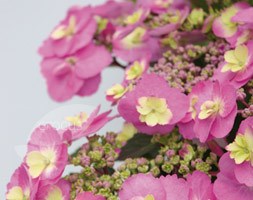 Hydrangea macrophylla (Flair&Flavours) Cotton Candy ('MAK20') (hydrangea)