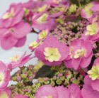 Hydrangea macrophylla (Flair&Flavours) Cotton Candy ('MAK20')