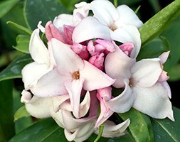 Daphne 'Perfume Princess' (daphne)