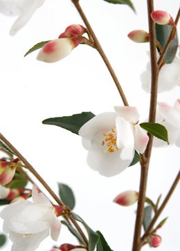 Camellia rosthorniana Cupido ('Elina')  (PBR) (camellia)