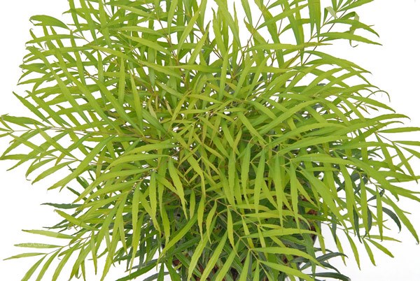 mahonia mahonia