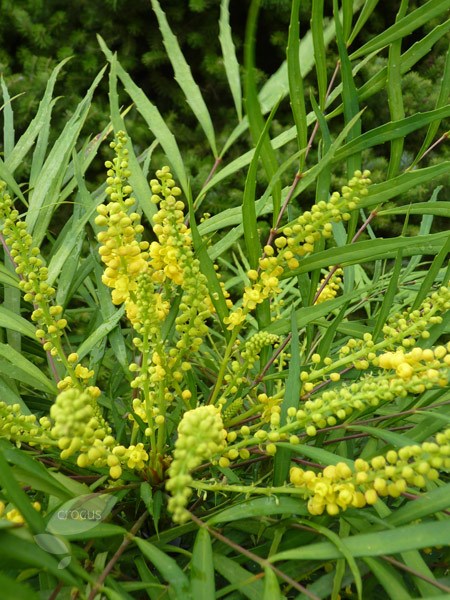 mahonia mahonia
