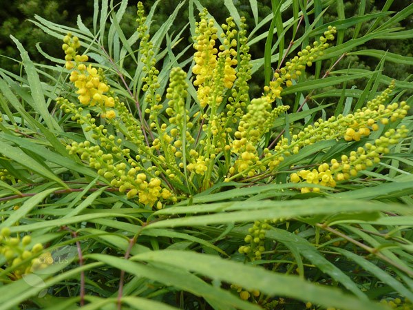 mahonia mahonia