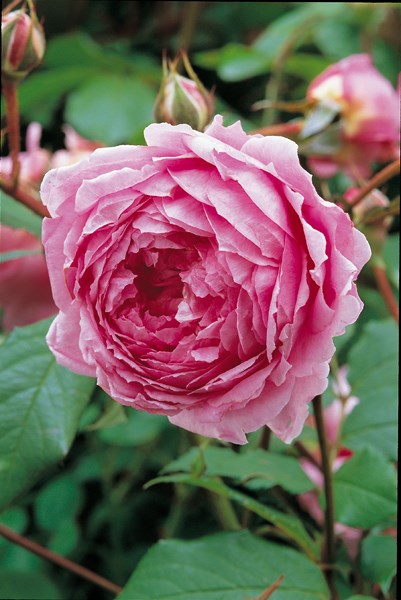 rose Alan Titchmarsh (shrub) rose Alan Titchmarsh (shrub)