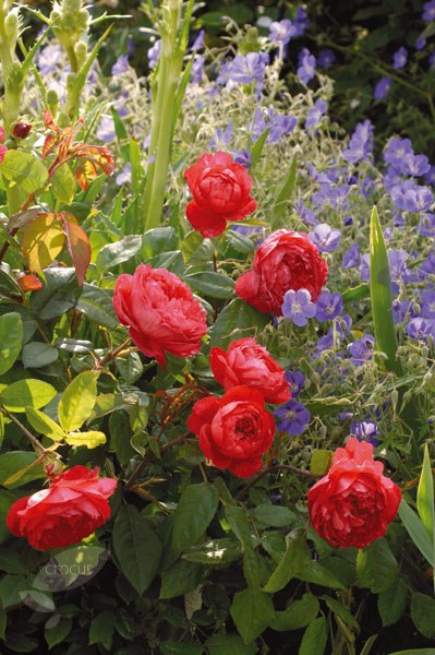rose Benjamin Britten (shrub) rose Benjamin Britten (shrub)