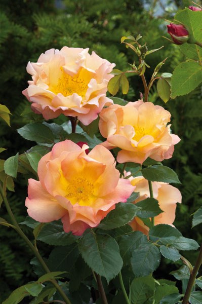 rose Fighting Temeraire (shrub) rose Fighting Temeraire (shrub)