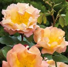 Rosa Fighting Temeraire = 'Austrava' (PBR)