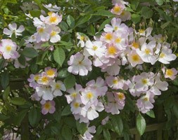 Rosa 'Francis E. Lester' (climbing hybrid musk rose Francis E. Lester)