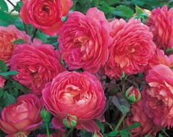 Rosa Jubilee Celebration ('Aushunter')  (PBR) (rose Jubilee Celebration  (shrub))