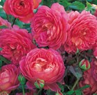 Rosa Jubilee Celebration 