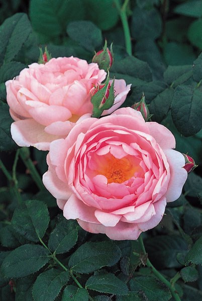 rose Scepter'd Isle (shrub) rose Scepter'd Isle (shrub)