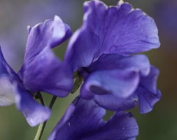 Lathyrus odoratus 'Linda C' (spencer sweet pea Linda C)