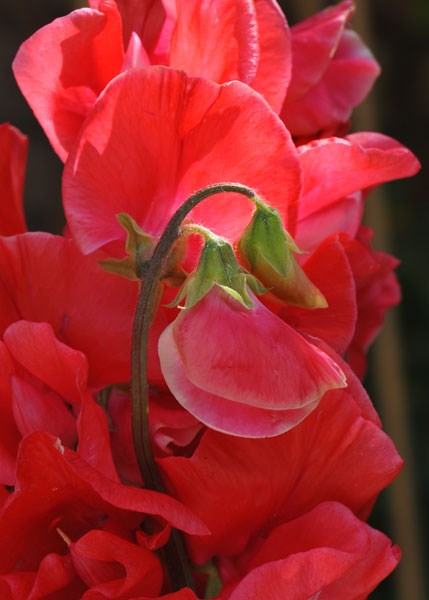 spencer sweet pea Restormel spencer sweet pea Restormel