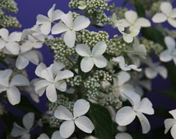 Hydrangea paniculata 'Levana' (hydrangea)