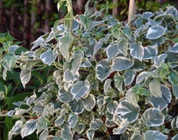 Hydrangea anomala subsp. petiolaris 'Silver Lining' (PBR) (climbing hydrangea)