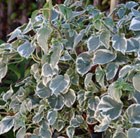 Hydrangea anomala subsp. petiolaris Silver Lining