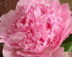 Paeonia lactiflora 'Angel Cheeks' (peony)