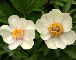 Paeonia lactiflora 'Starlight' (peony)