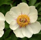 Paeonia lactiflora Starlight