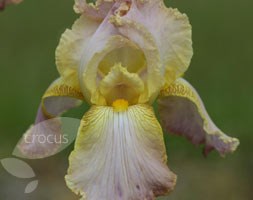 Iris 'Chantilly' (bearded iris)