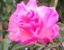 Rosa banksiae rosea (rambling rose)