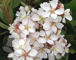 Rhaphiolepis umbellata 'Ovata' (Indian hawthorn)