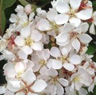 Rhaphiolepis umbellata Ovata