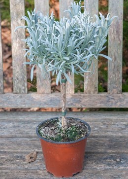 Lavandula angustifolia 'mini stem standard' (lavender mini-standard)