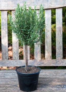 Rosmarinus officinalis 'mini stem standard' (rosemary mini standard)