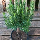 Rosmarinus officinalis mini stem standard
