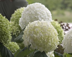 Hydrangea arborescens Strong Annabelle ('Abetwo') (sevenbark ( Incrediball ))