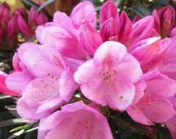 Rhododendron 'Graziella' (rhododendron)