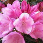 Rhododendron Graziella