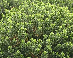 Hebe buxifolia (shrubby veronica)