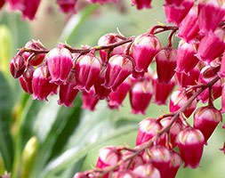 Pieris japonica 'Passion (PBR)' (lily-of-the-valley shrub)