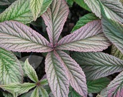 Rodgersia pinnata 'Chocolate Wing' (rodgersia)