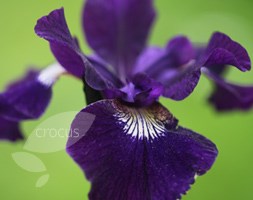 Iris 'Blue King' (Japanese iris)