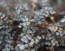 Acaena saccaticupula 'Blue Haze' (pirri pirri)