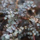 Acaena saccaticupula Blue Haze
