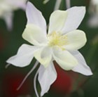 Aquilegia 'Dove' (Songbird Series)