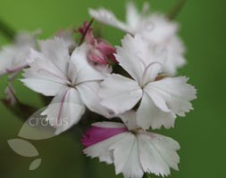 Dianthus 'Miss Farrow' (pink)