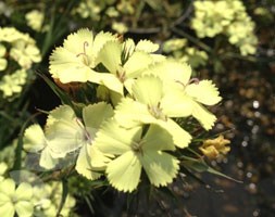 Dianthus knappii (yellow-flowering pink)