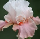Iris Sugar Magnolia