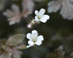 Geranium 'Sanne' (cranesbill)