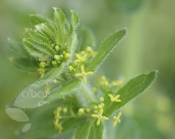 Cruciata laevipes ( (Syn. Galium cruciata))