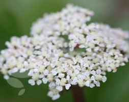 Ligusticum scoticum (Scotch lovage)