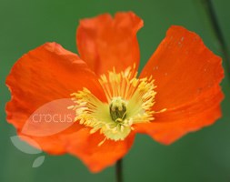 Papaver nudicaule 'Champagne Bubbles F1 Orange' (Iceland poppy)