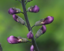 Baptisia 'Purple Smoke' (false indigo)