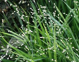 Melica altissima 'Alba' (Siberian melic)